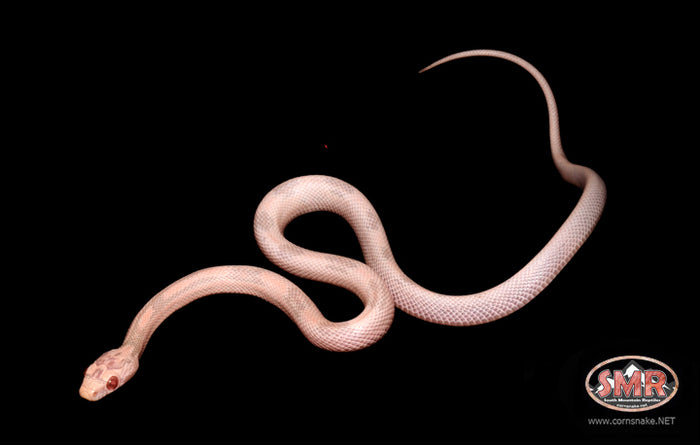 13" Female Striped Coral Snow for sale by South Mountain Reptiles
