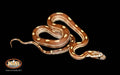 14" Male Caramel Motley for sale by South Mountain Reptiles