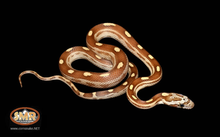 14" Male Caramel Motley for sale by South Mountain Reptiles