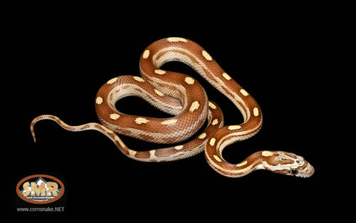 14" Male Caramel Motley for sale by South Mountain Reptiles