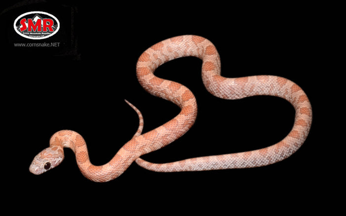 14" Male Orchid for sale by South Mountain Reptiles
