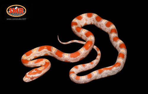 15" Female Amel Buf Okeetee for sale by South Mountain Reptiles