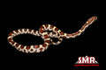 15" Female Buckskin Extreme Okeetee for sale by South Mountain Reptiles