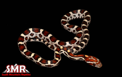 15" Male Miami Okeetee for sale by South Mountain Reptiles