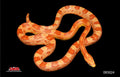 Amel 32" Male for sale by South Mountain Reptiles
