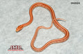 Amel Tessera 16" Male for sale by South Mountain Reptiles