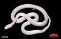 Blizzard 27" Male for sale by South Mountain Reptiles