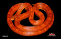 Bloodred 32" Female for sale by South Mountain Reptiles
