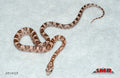 Coral Ghost 13" Female for sale by South Mountain Reptiles