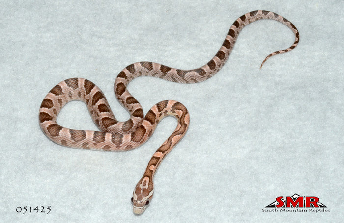 Coral Ghost 13" Female for sale by South Mountain Reptiles