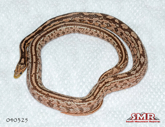 Coral Ghost Tessera 34" Female for sale by South Mountain Reptiles