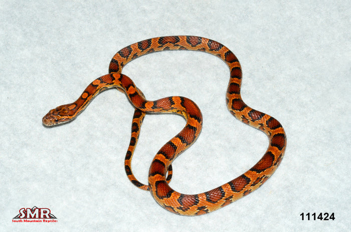 Extreme Okeetee 23" Female for sale by South Mountain Reptiles