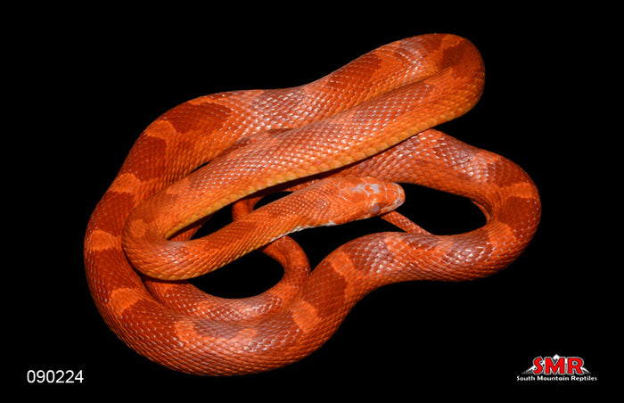 Fire 26" Male for sale by South Mountain Reptiles