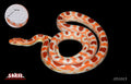 Fluorescent Amel 28" Female for sale by South Mountain Reptiles