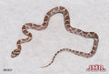 Heliconia 11" Female for sale by South Mountain Reptiles