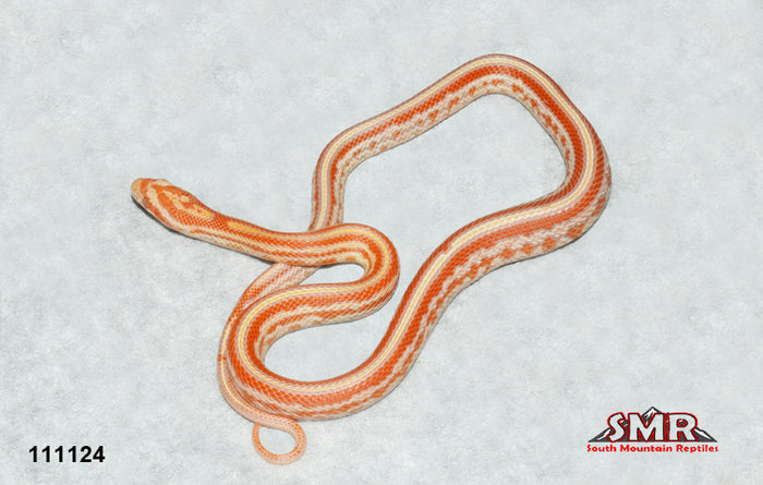 High-white Reverse Okeetee 16" Female for sale by South Mountain Reptiles