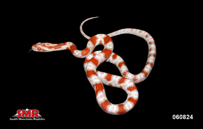 High-white Reverse Okeetee 17" Female for sale by South Mountain Reptiles