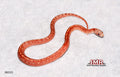 Hypo Pied-sided Bloodred Tessera 11" Male for sale by South Mountain Reptiles
