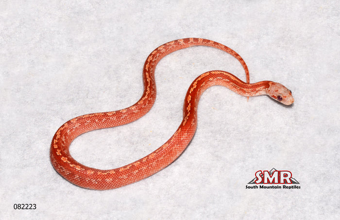 Hypo Pied-sided Bloodred Tessera 11" Male for sale by South Mountain Reptiles