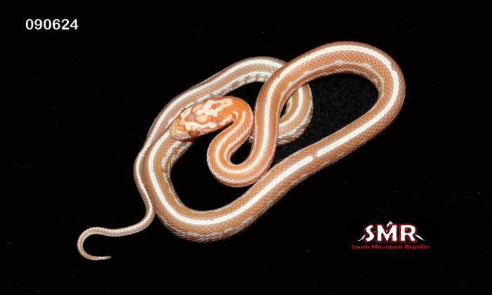 Mandarin Tessera 15" Female for sale by South Mountain Reptiles