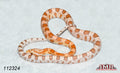 Mandarin Ultramel 16" Female for sale by South Mountain Reptiles
