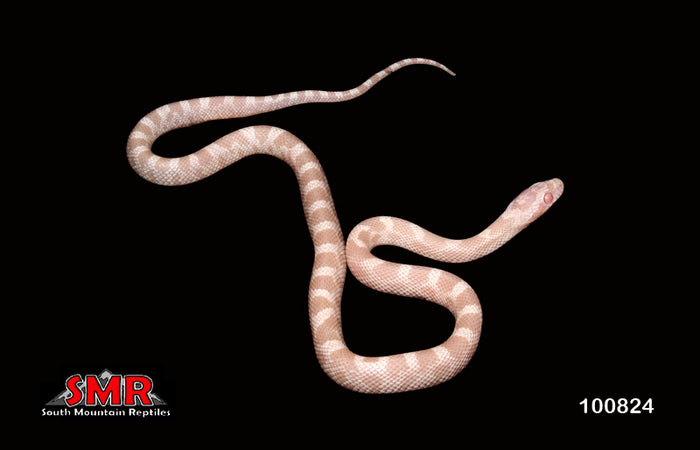 Peppermint 13" Male for sale by hatchling