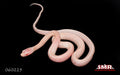 Peppermint Tessera 15" Male for sale by South Mountain Reptiles