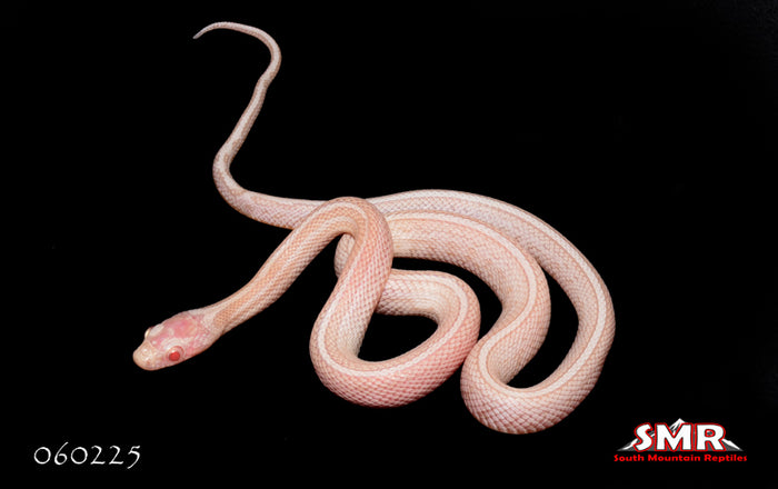 Peppermint Tessera 15" Male for sale by South Mountain Reptiles