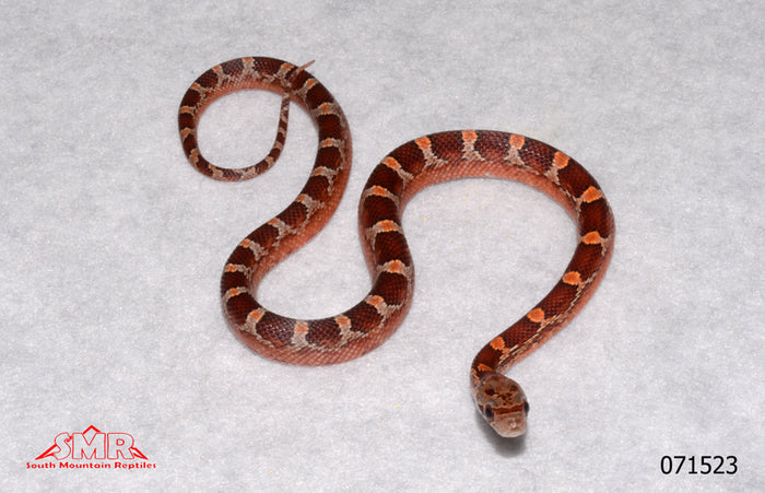 Pied-sided Bloodred 12" Female for sale by South Mountain Reptiles