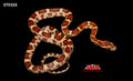 POS HET cornsnake 17" Female for sale by South Mountain Reptiles