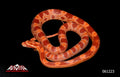Red Factor Amel 20" Female for sale by South Mountain Reptiles