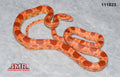 Red Factor Amel 27" Female for sale by South Mountain Reptiles