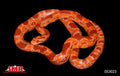 Red Factor Reverse Okeetee 25" Female for sale by South Mountain Reptiles