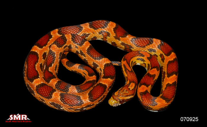 Red Factor Ultramel Okeetee 24" Female for sale by South Mountain Reptiles