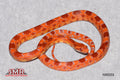 Reverse Okeetee 22" Male for sale by South Mountain Reptiles