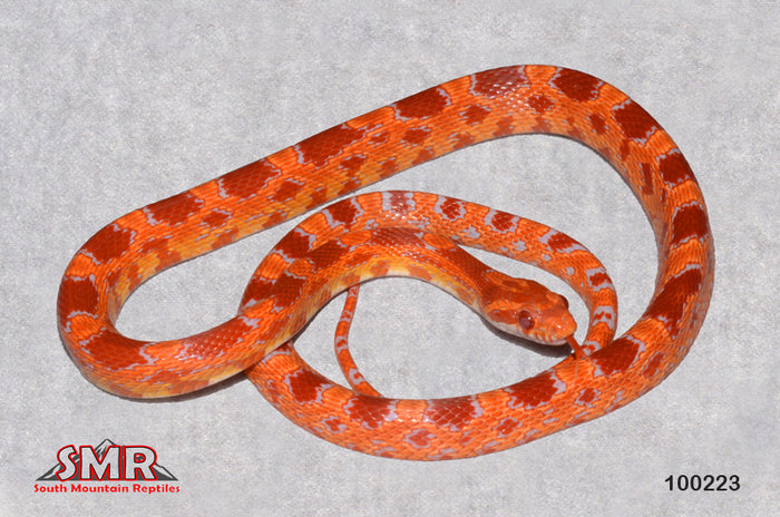 Reverse Okeetee 22" Male for sale by South Mountain Reptiles