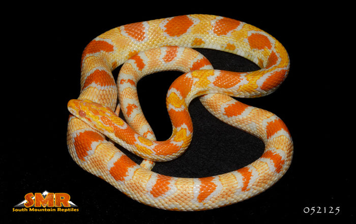 Reverse Okeetee 28" Female for sale by South Mountain Reptiles