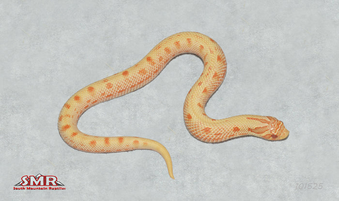 Reverse Striped Albino Conda Hognose 8" Female for sale by South Mountain Reptiles