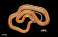 Striped Amel 21" Female for sale by South Mountain Reptiles