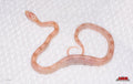 Striped Salmon Snow 12" Female for sale by South Mountain Reptiles