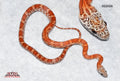 Sunkissed 18" Male for sale by South Mountain Reptiles
