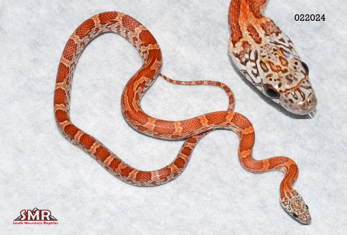Sunkissed 18" Male for sale by South Mountain Reptiles