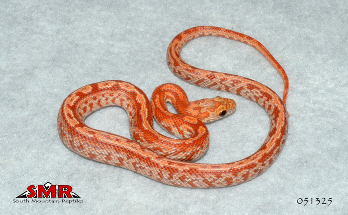 Sunkissed HYPO Tessera 13" Male for sale by South Mountain Reptiles