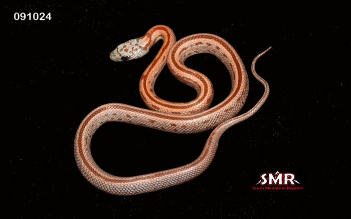 Sunkissed Terrazzo 16" Female for sale by South Mountain Reptiles