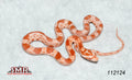 Sunrise Amel 13" Female for sale by South Mountain Reptiles