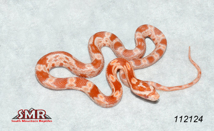 Sunrise Amel 13" Female for sale by South Mountain Reptiles