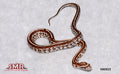 Tessera 13" Female for sale by South Mountain Reptiles