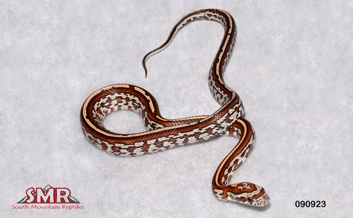 Tessera 13" Female for sale by South Mountain Reptiles