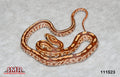 Tessera "weirdo" 16" Male for sale by South Mountain Reptiles