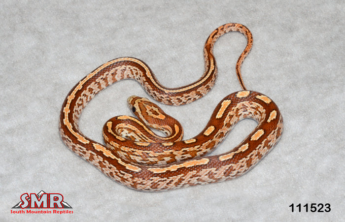 Tessera "weirdo" 16" Male for sale by South Mountain Reptiles